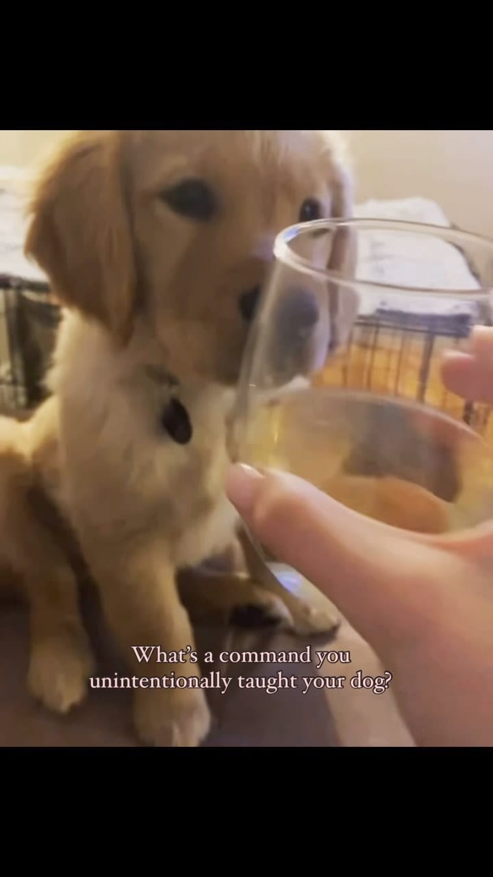Post 8 by MARVIN & MEG | remembering Benny🪽+ boy & dog mama lifestyle on Instagram (video)
