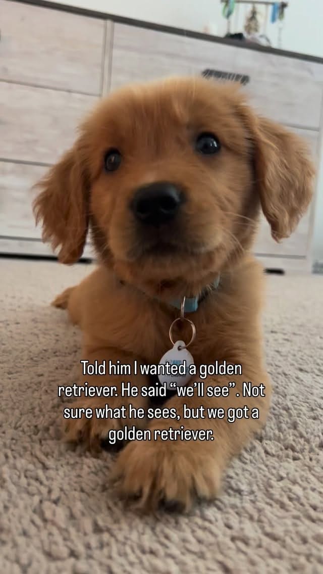 Post 4 by MARVIN & MEG | remembering Benny🪽+ boy & dog mama lifestyle on Instagram (video)