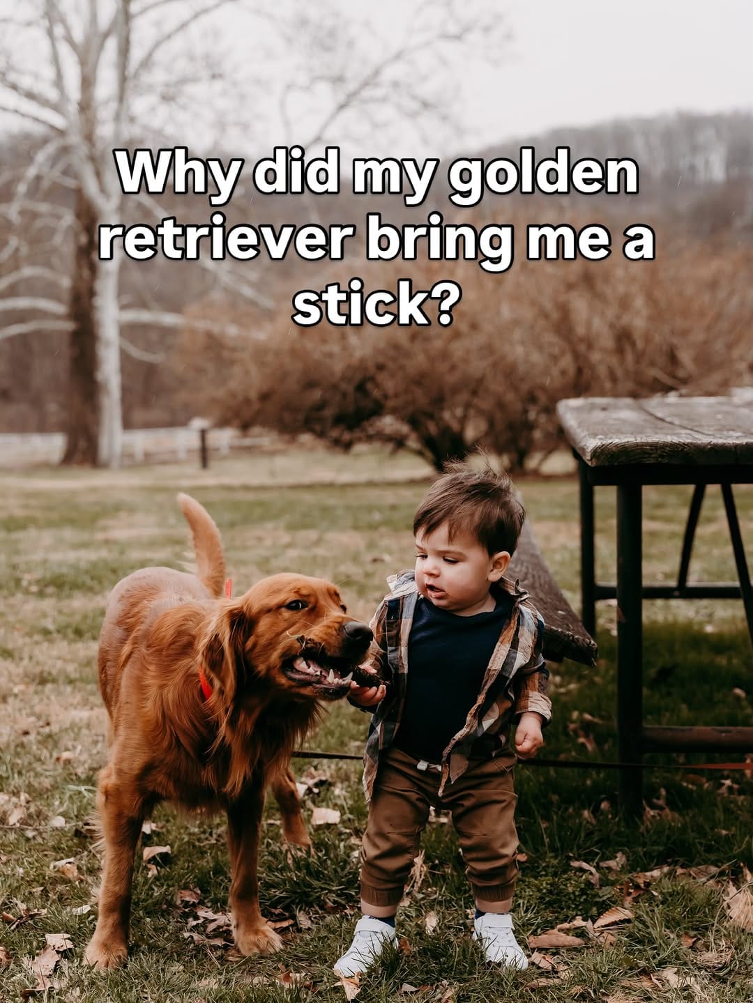 Post 3 by MARVIN & MEG | remembering Benny🪽+ boy & dog mama lifestyle on Instagram (carousel)
