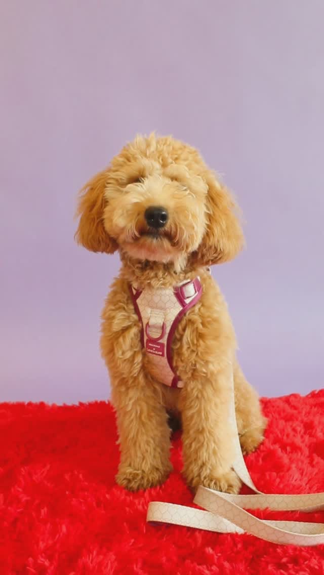 Post 7 by Emma + Eugenio + Mar | fur babies + dogmom on Instagram (video)