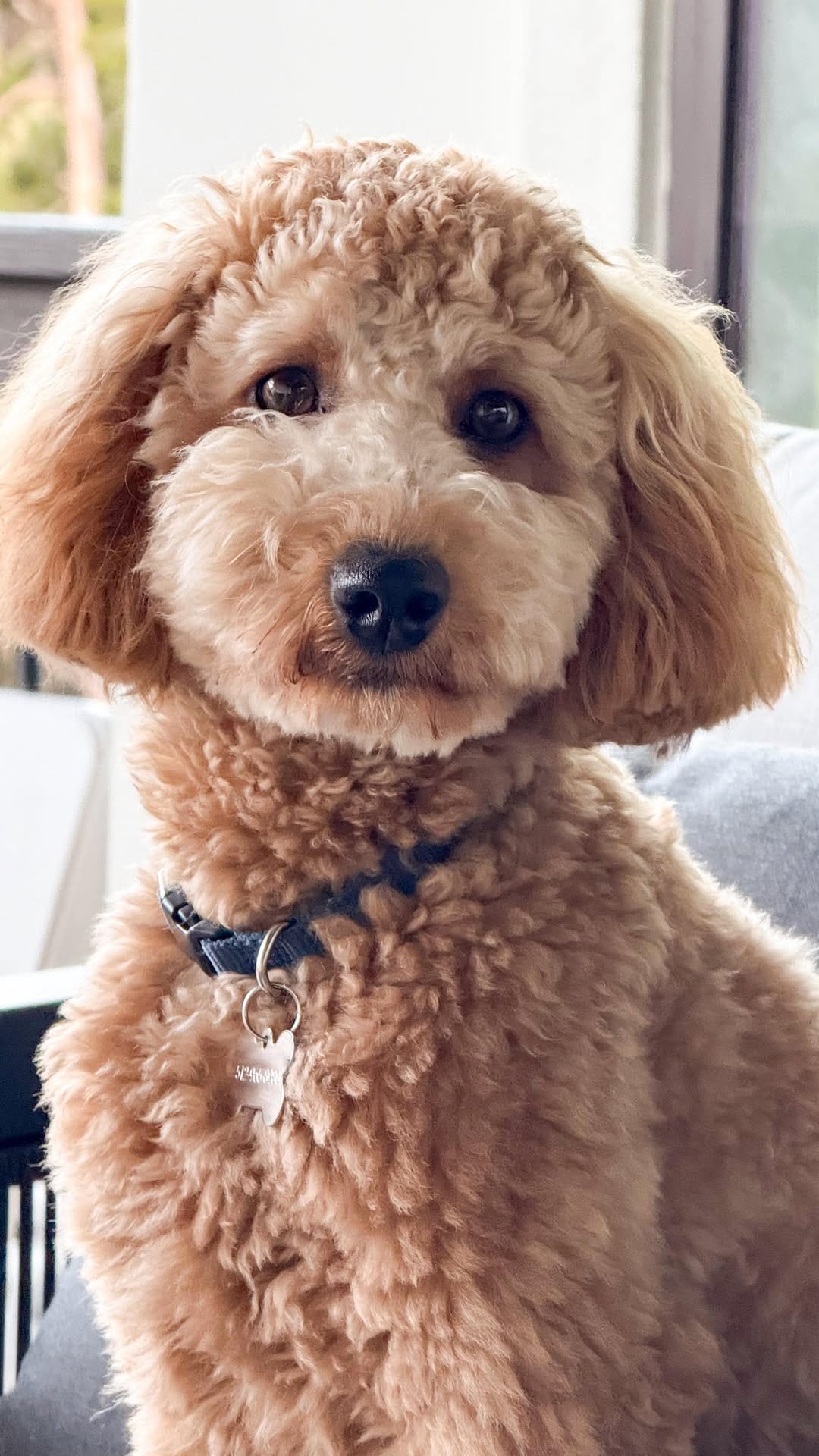 Post 5 by Emma + Eugenio + Mar | fur babies + dogmom on Instagram (video)