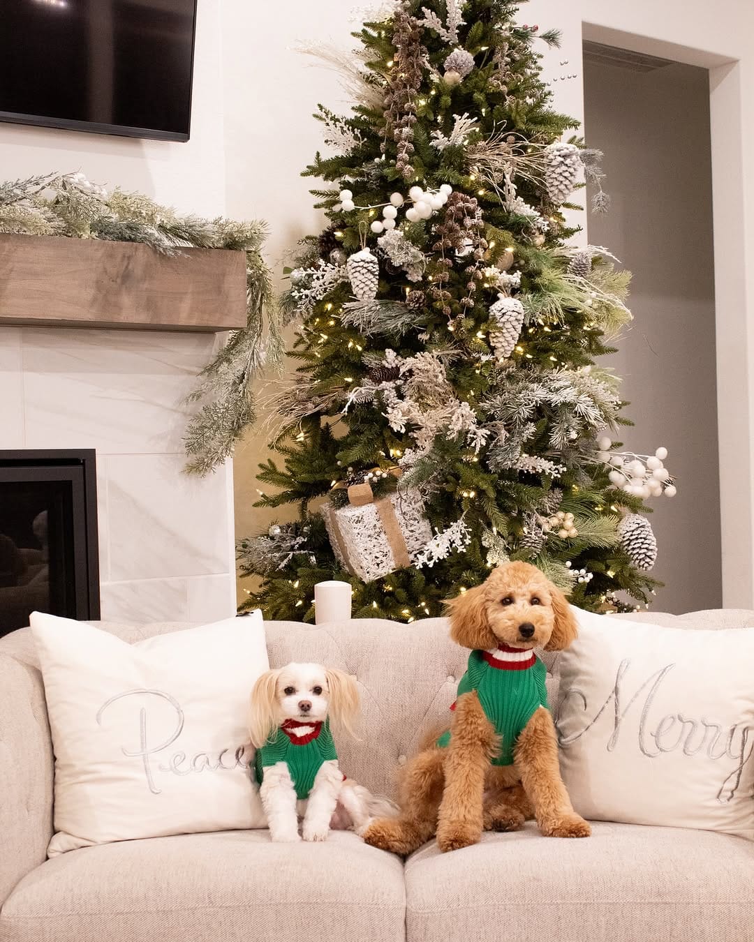Post 8 by Emma + Eugenio + Mar | fur babies + dogmom on Instagram (image)