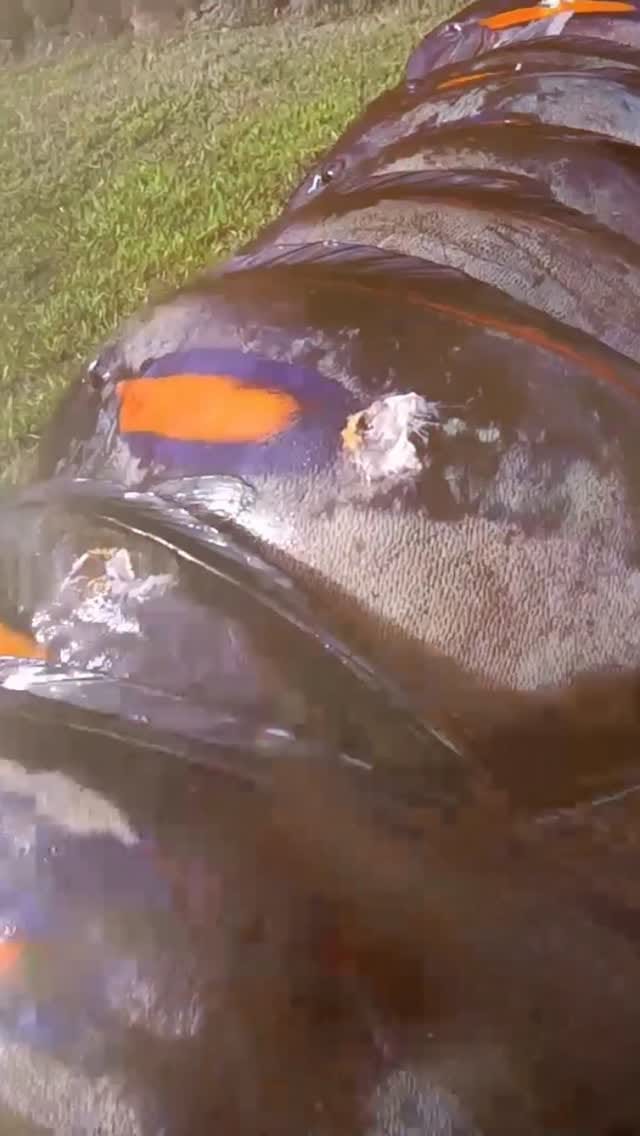 Post 2 by Fish N' Grillz on Instagram (video)
