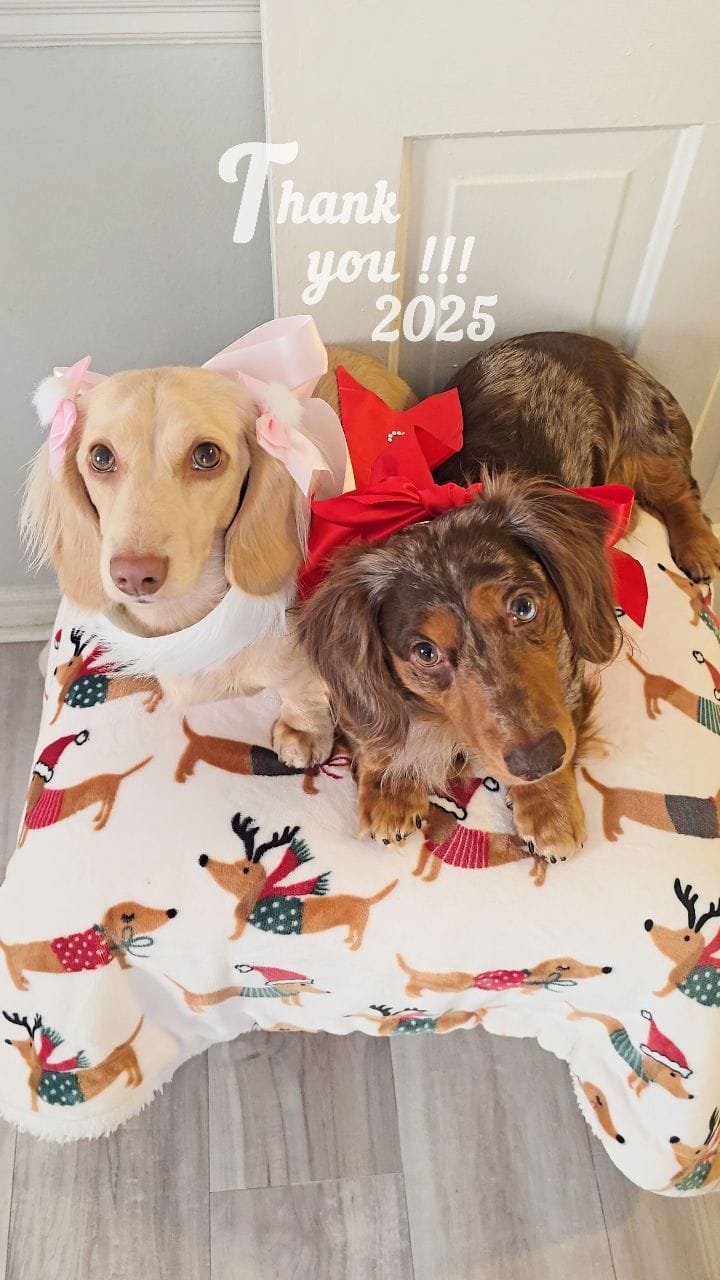 Post 2 by 🧇🅦🅐🅕🅕🅛🅔🅢 🅃🄷🄴 🄷🄾🅃 🄳🄾🄶🌭Dachshund on Instagram (video)