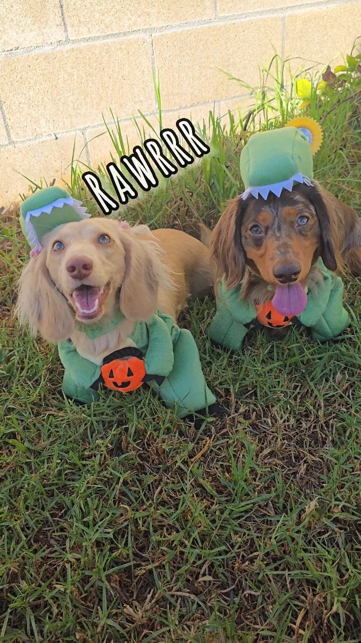 Post 7 by 🧇🅦🅐🅕🅕🅛🅔🅢 🅃🄷🄴 🄷🄾🅃 🄳🄾🄶🌭Dachshund on Instagram (video)