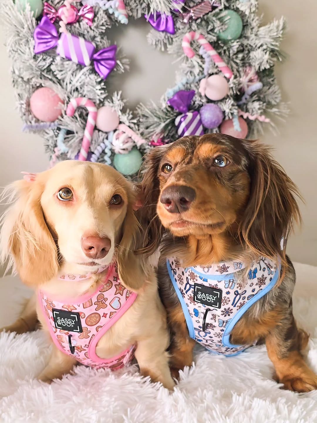 Post 10 by 🧇🅦🅐🅕🅕🅛🅔🅢 🅃🄷🄴 🄷🄾🅃 🄳🄾🄶🌭Dachshund on Instagram (carousel)
