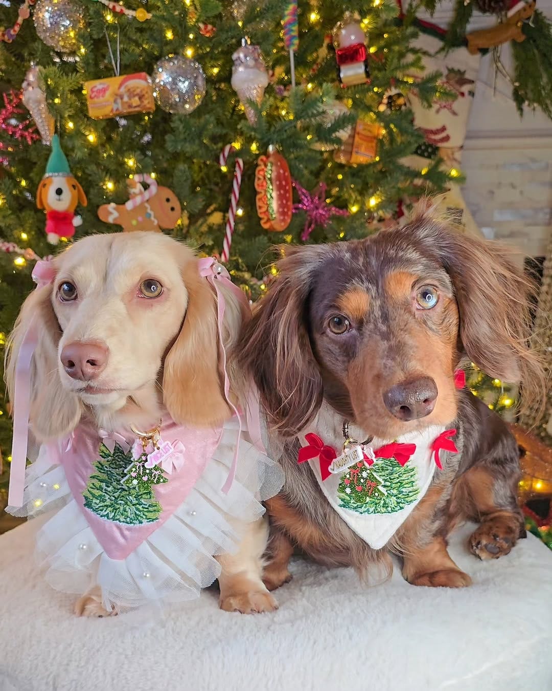 Post 3 by 🧇🅦🅐🅕🅕🅛🅔🅢 🅃🄷🄴 🄷🄾🅃 🄳🄾🄶🌭Dachshund on Instagram (carousel)