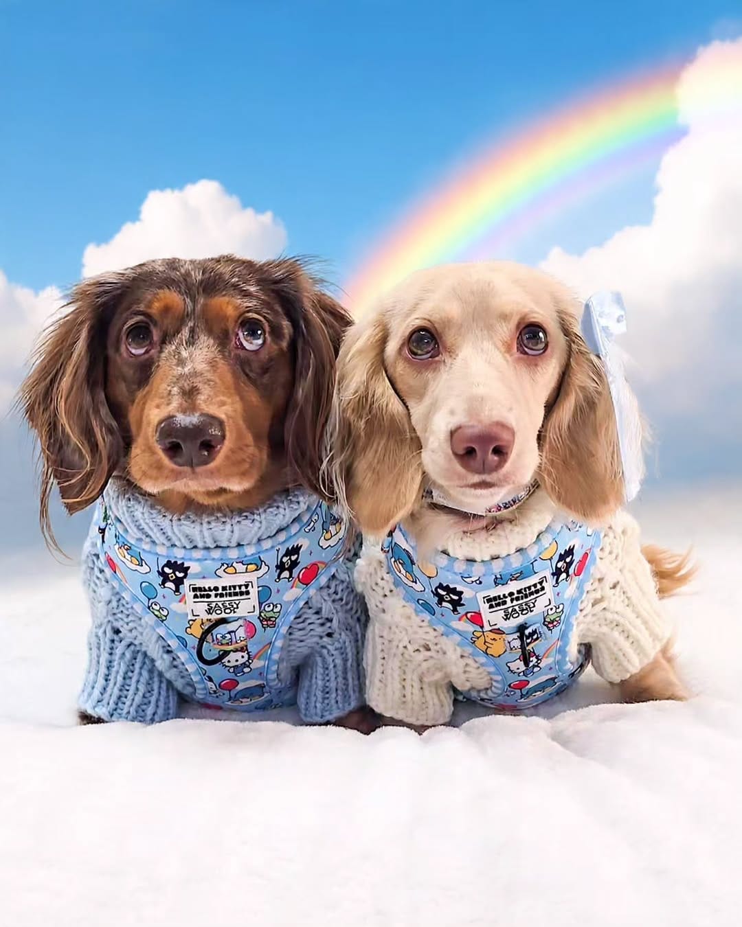 Post 5 by 🧇🅦🅐🅕🅕🅛🅔🅢 🅃🄷🄴 🄷🄾🅃 🄳🄾🄶🌭Dachshund on Instagram (carousel)