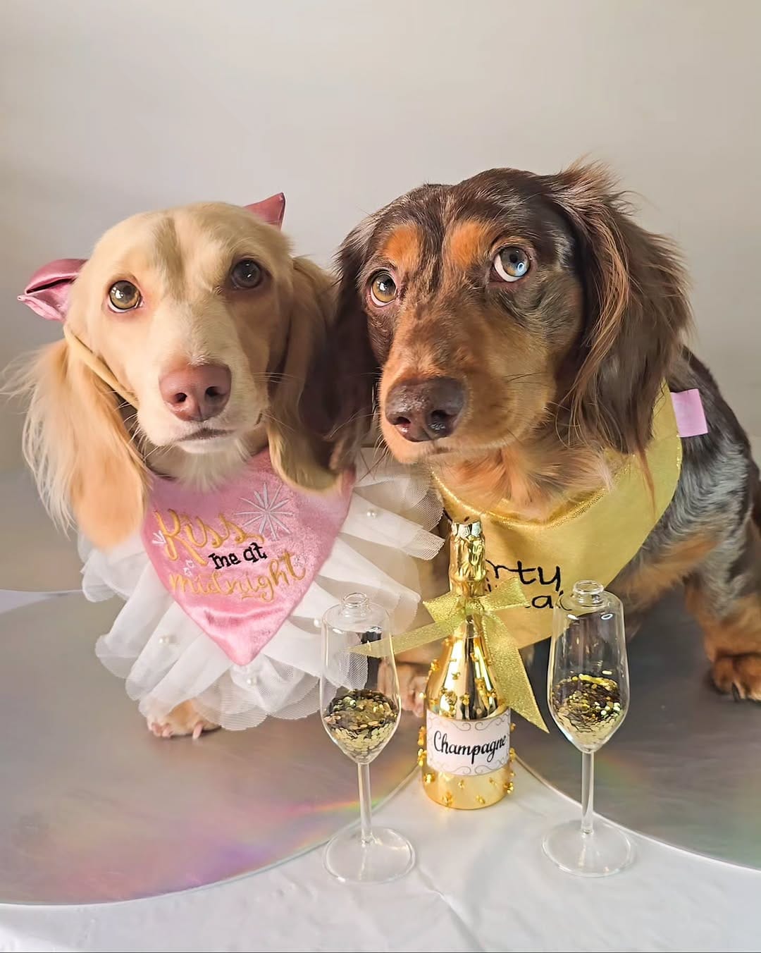 Post 1 by 🧇🅦🅐🅕🅕🅛🅔🅢 🅃🄷🄴 🄷🄾🅃 🄳🄾🄶🌭Dachshund on Instagram (carousel)