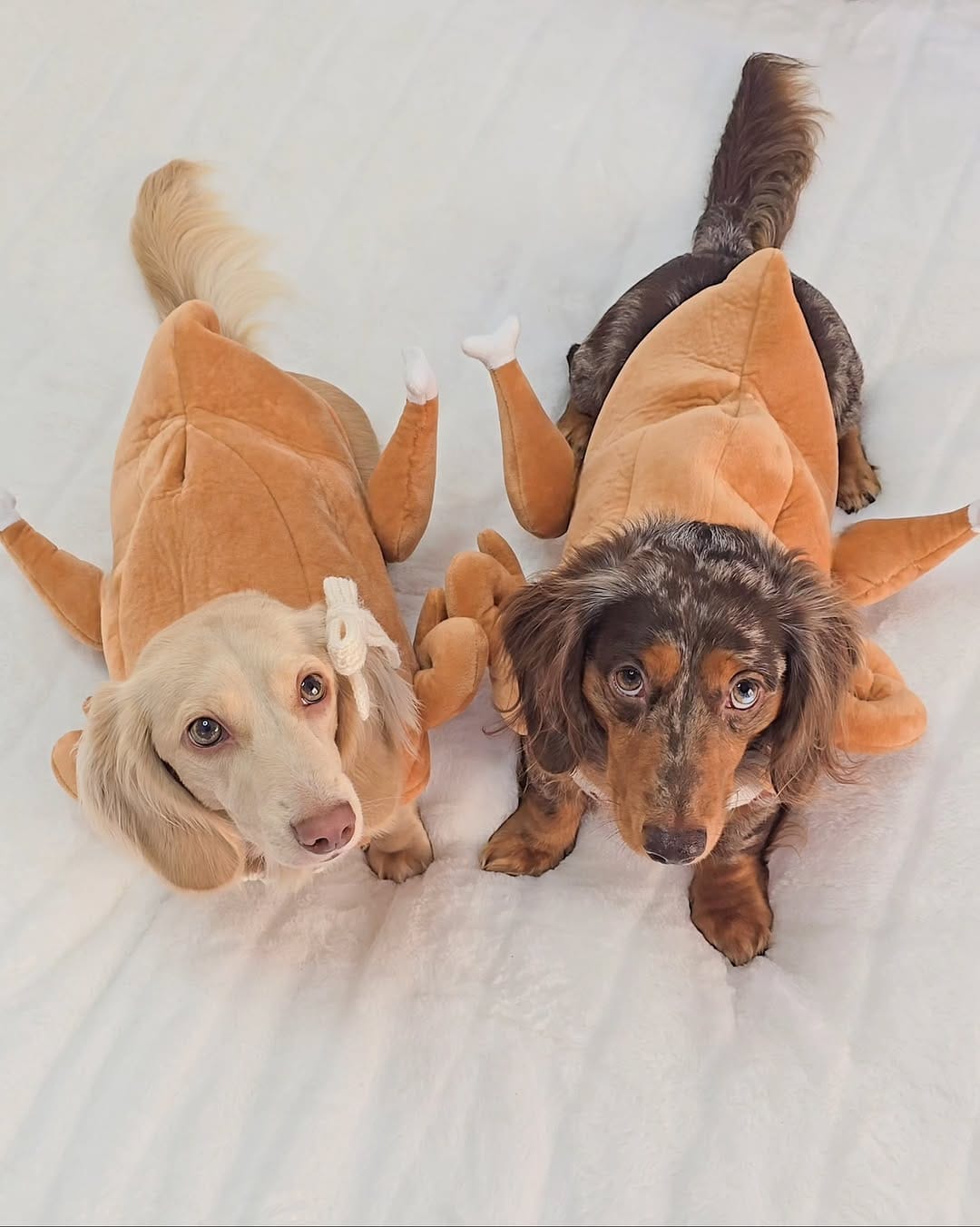 Post 6 by 🧇🅦🅐🅕🅕🅛🅔🅢 🅃🄷🄴 🄷🄾🅃 🄳🄾🄶🌭Dachshund on Instagram (carousel)