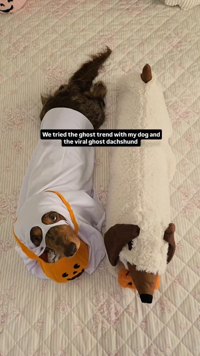 Post 8 by 🧇🅦🅐🅕🅕🅛🅔🅢 🅃🄷🄴 🄷🄾🅃 🄳🄾🄶🌭Dachshund on Instagram (video)