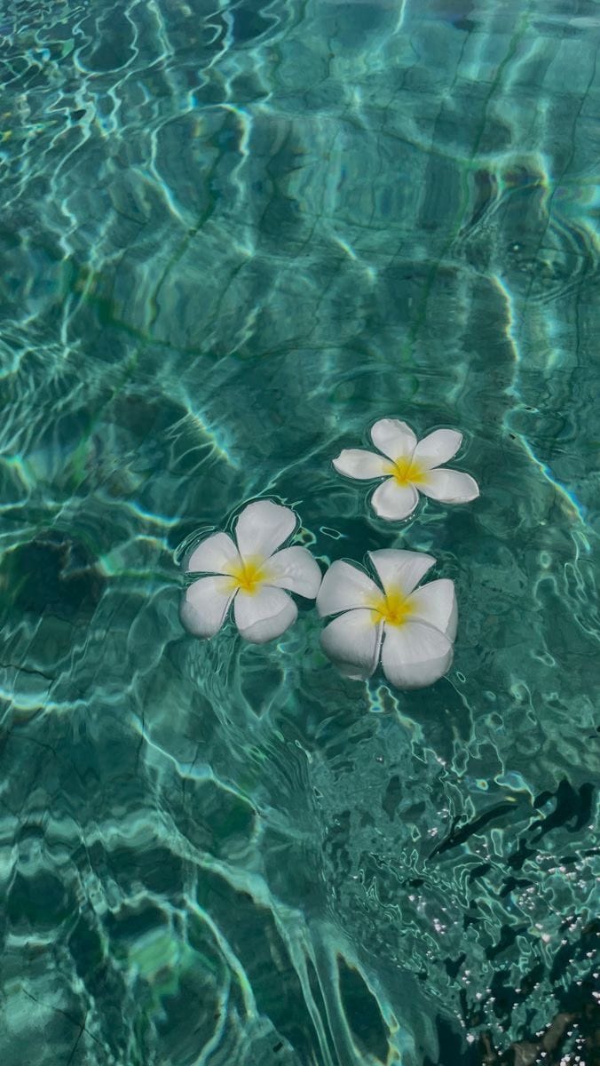 Post 9 by Carly shasho on Instagram (video)