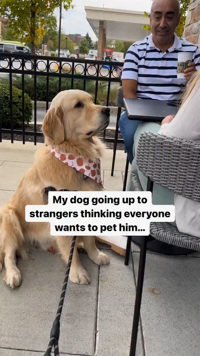 Post 9 by Melanie Joy & 4 GOLDEN RETRIEVER BOYS | THERAPY DOGS on Instagram (video)