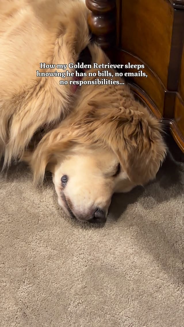 Post 7 by Melanie Joy & 4 GOLDEN RETRIEVER BOYS | THERAPY DOGS on Instagram (video)