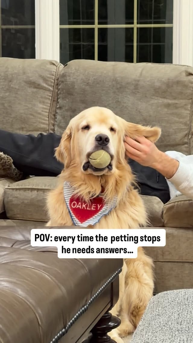 Post 5 by Melanie Joy & 4 GOLDEN RETRIEVER BOYS | THERAPY DOGS on Instagram (video)