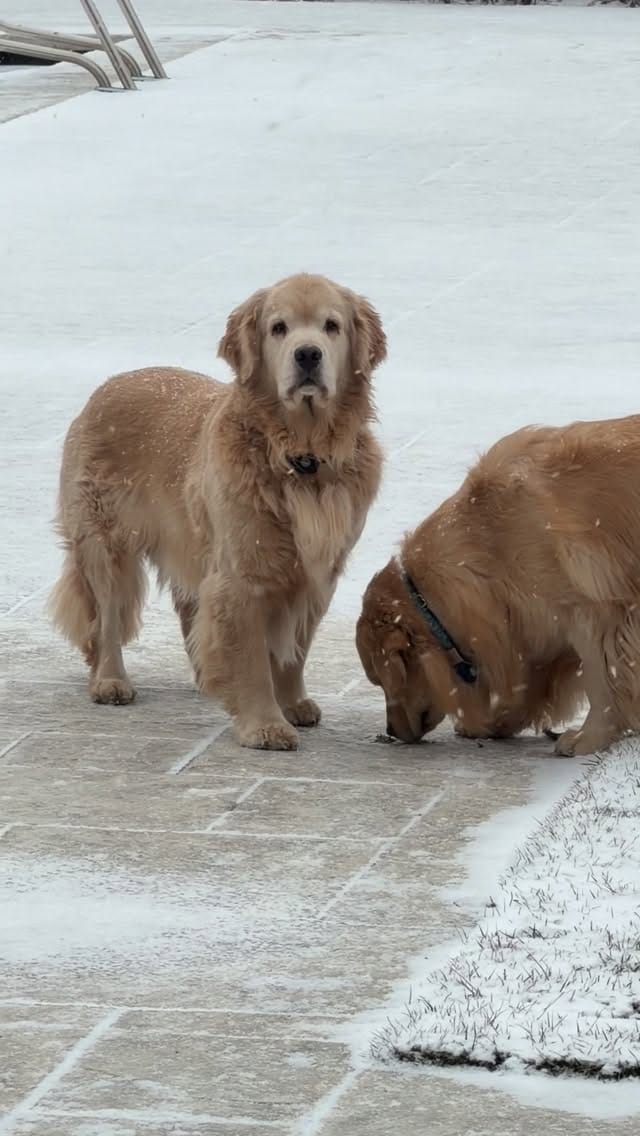 Post 3 by Melanie Joy & 4 GOLDEN RETRIEVER BOYS | THERAPY DOGS on Instagram (video)