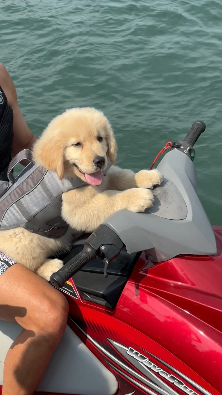 Post 10 by Melanie Joy & 4 GOLDEN RETRIEVER BOYS | THERAPY DOGS on Instagram (video)