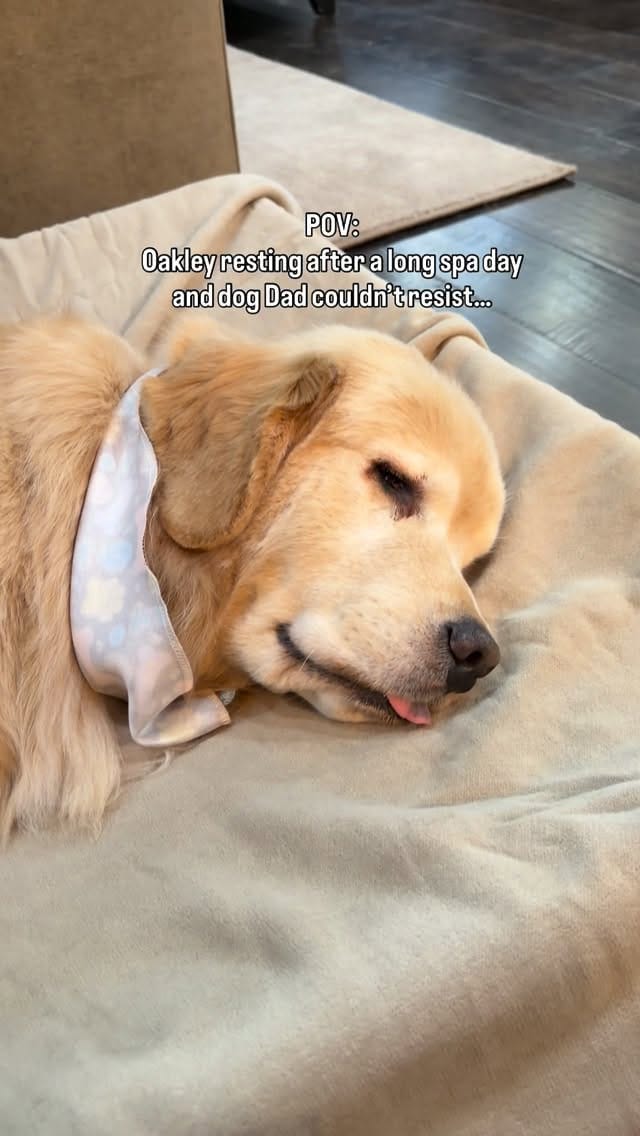 Post 2 by Melanie Joy & 4 GOLDEN RETRIEVER BOYS | THERAPY DOGS on Instagram (video)