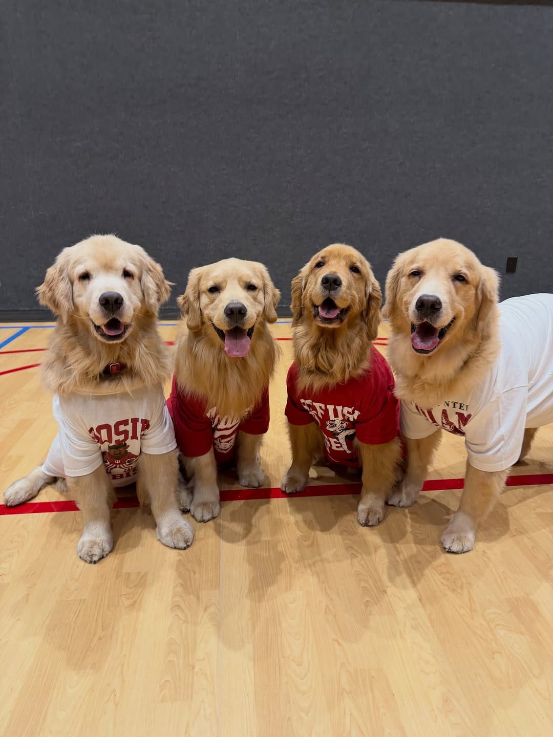 Post 4 by Melanie Joy & 4 GOLDEN RETRIEVER BOYS | THERAPY DOGS on Instagram (carousel)