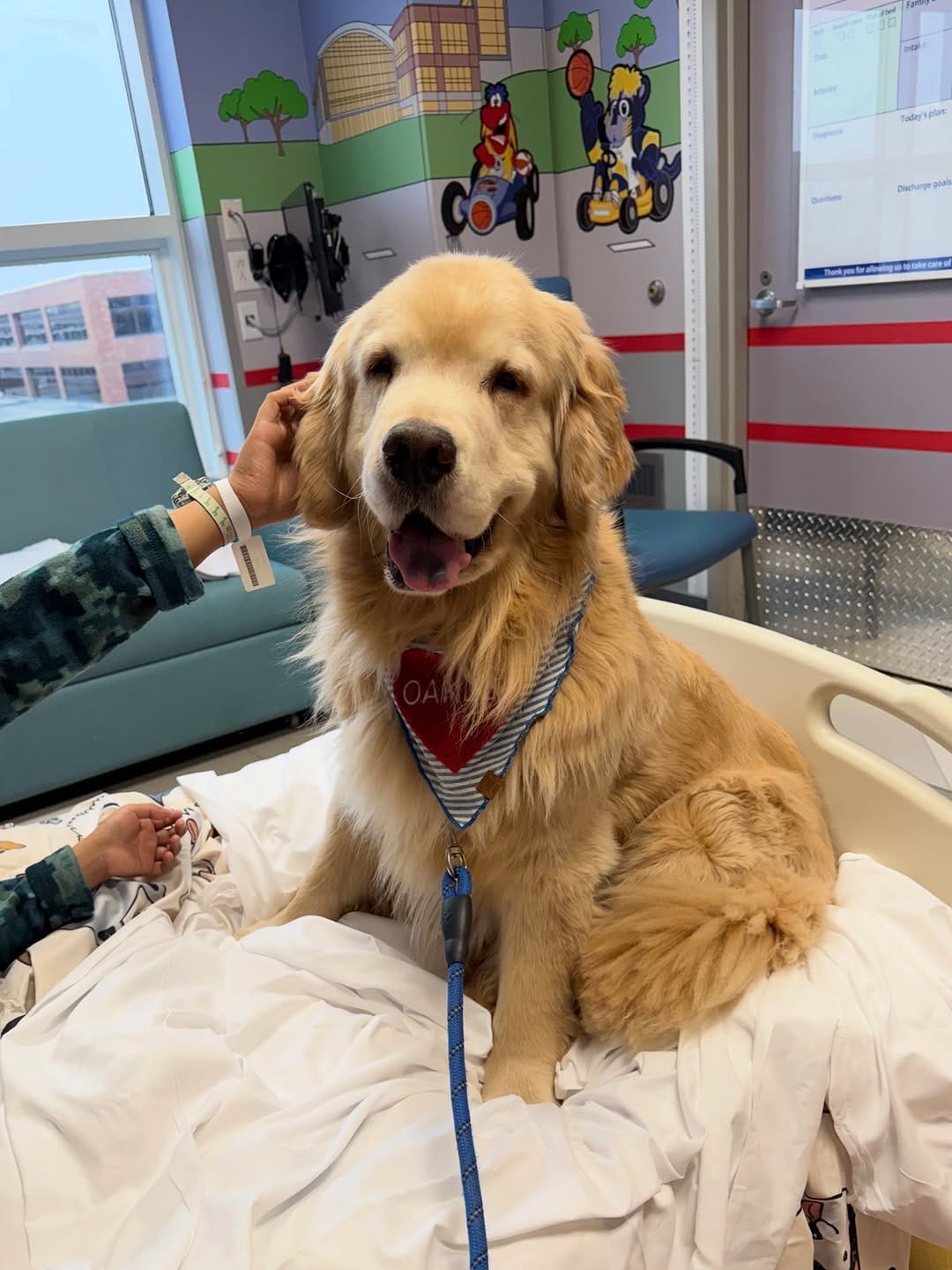 Post 6 by Melanie Joy & 4 GOLDEN RETRIEVER BOYS | THERAPY DOGS on Instagram (carousel)