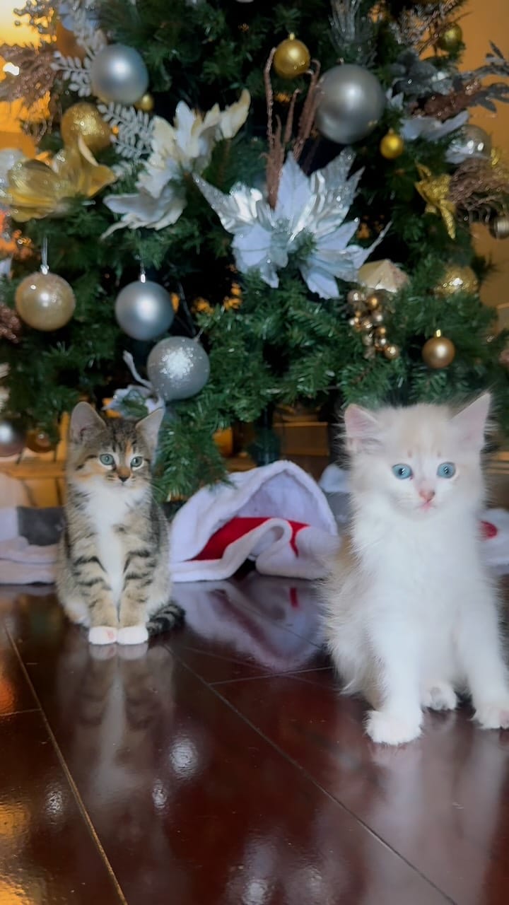 Post 3 by Brenda Rovero on Instagram (video)