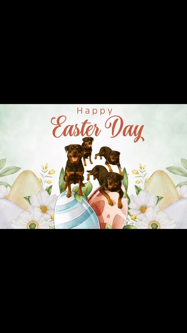 Post 7 by Dallas  Rottweilers on Instagram (video)