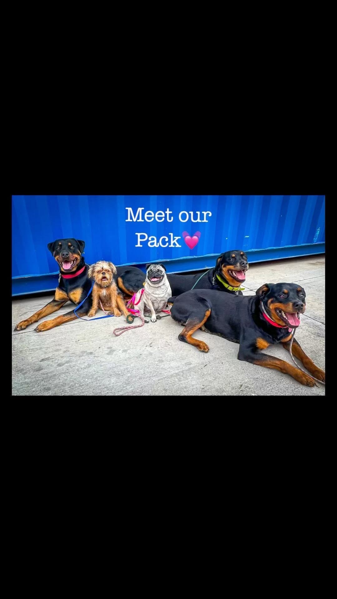 Post 9 by Dallas  Rottweilers on Instagram (video)