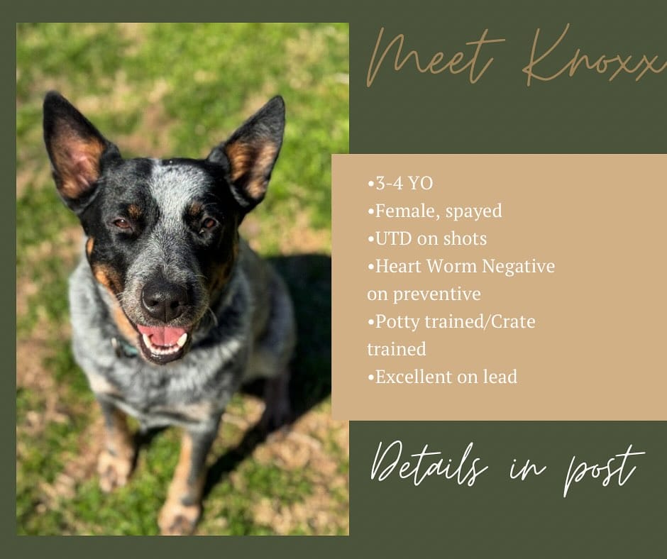 Post 1 by Dallas  Rottweilers on Instagram (image)