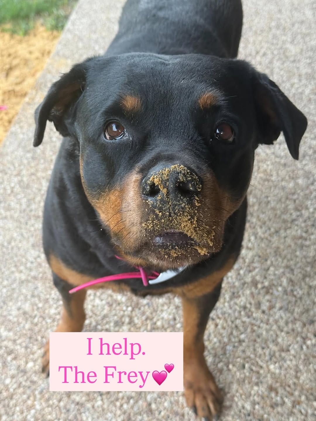 Post 2 by Dallas  Rottweilers on Instagram (image)