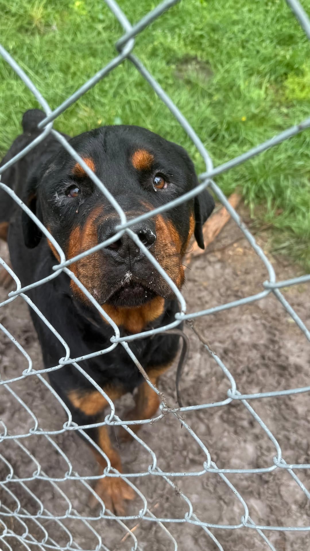 Post 5 by Dallas  Rottweilers on Instagram (video)