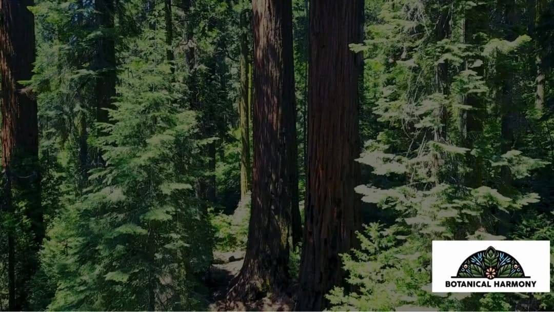 Post 8 by @botanicalharmonyco on Instagram (video)