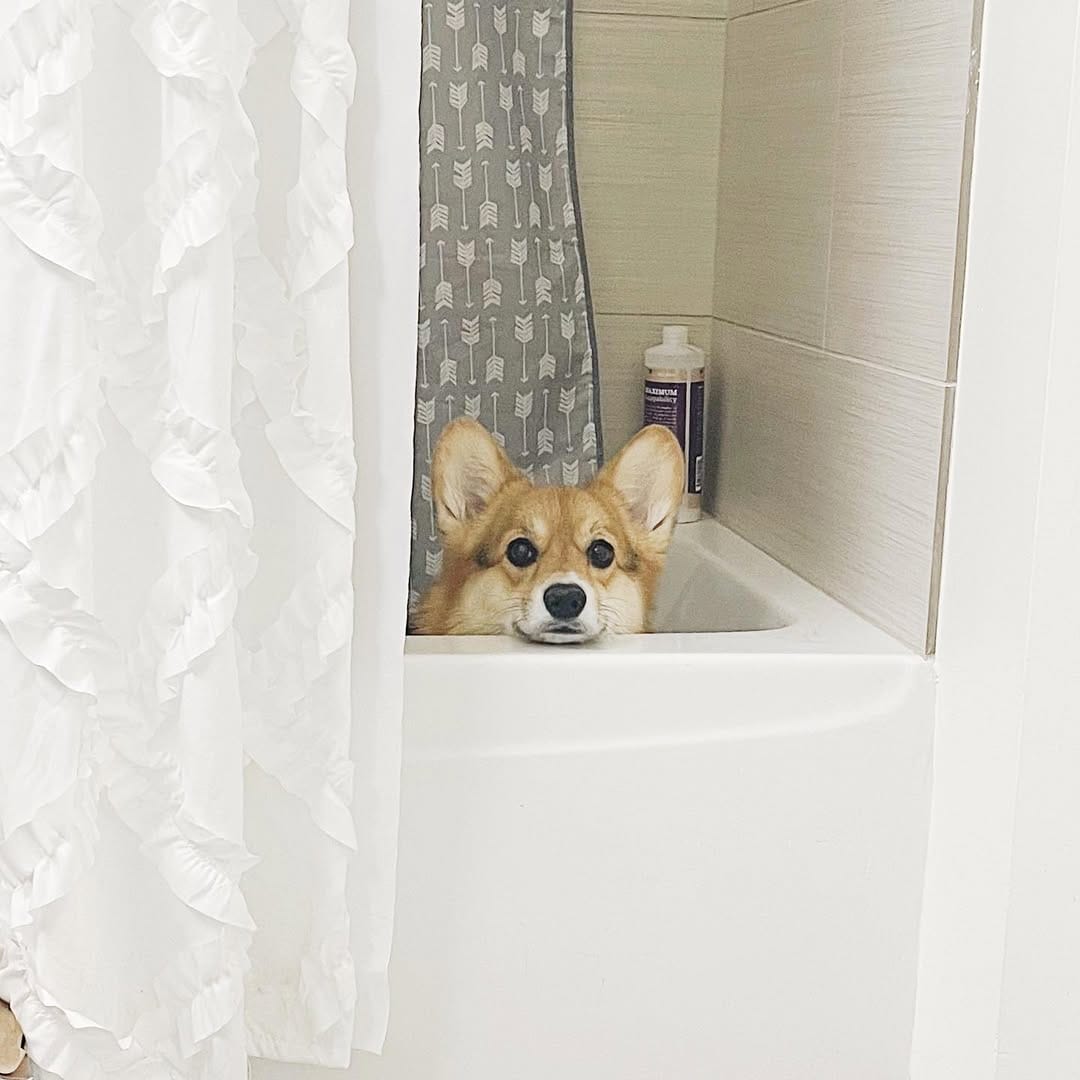 Post 3 by 🐾 L A Y L A  &  L E O 🐾 on Instagram (image)