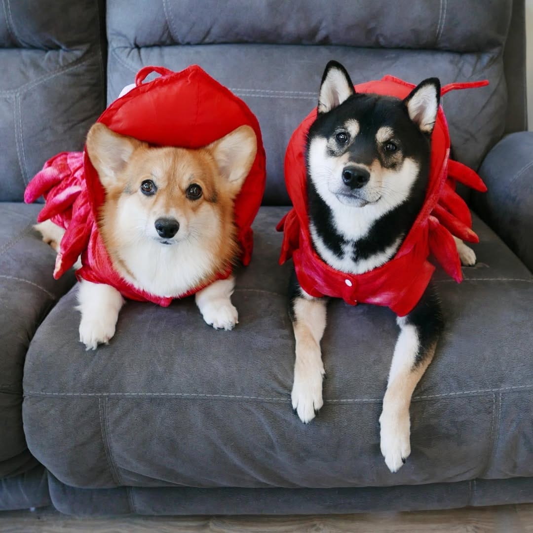 Post 4 by 🐾 L A Y L A  &  L E O 🐾 on Instagram (image)