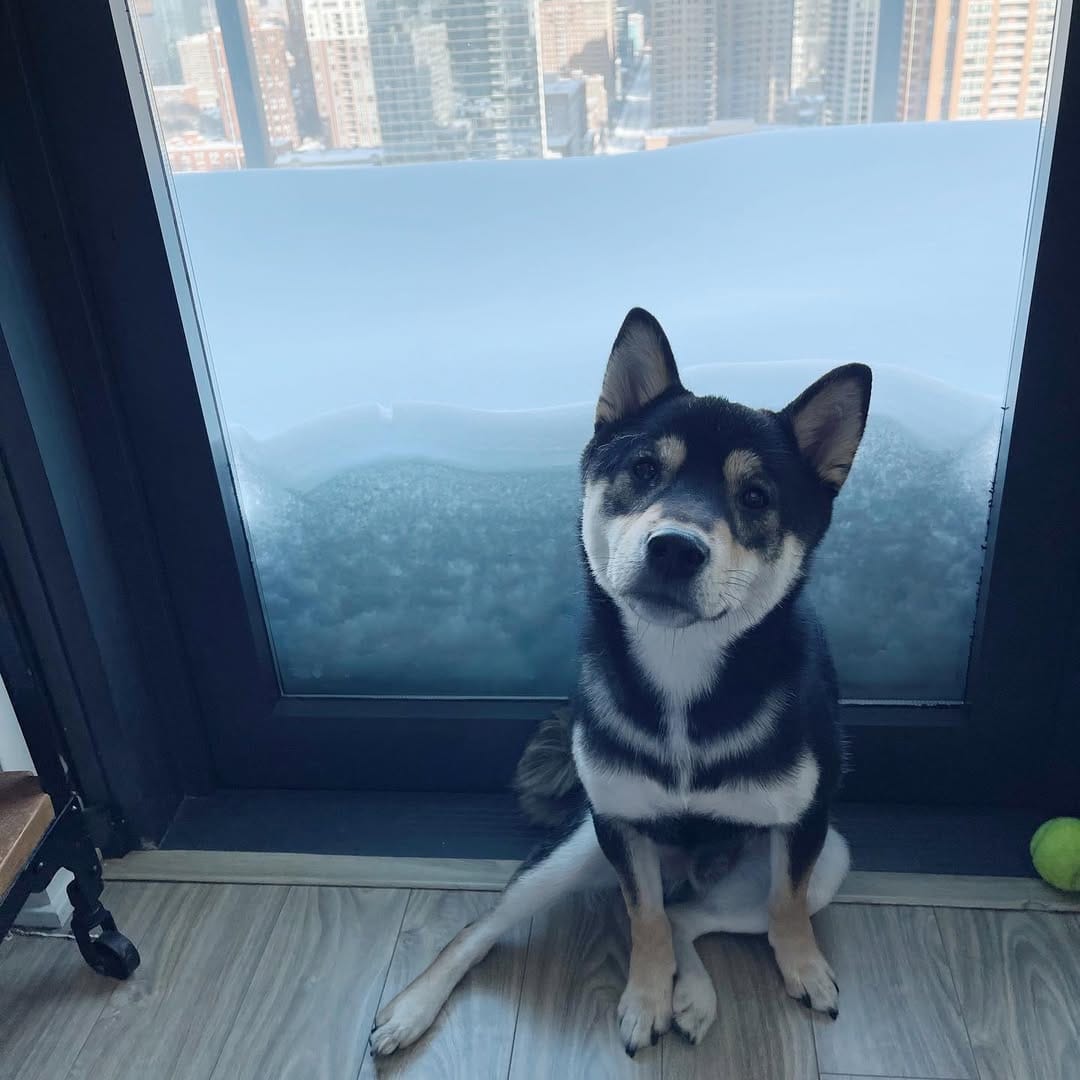 Post 1 by 🐾 L A Y L A  &  L E O 🐾 on Instagram (image)