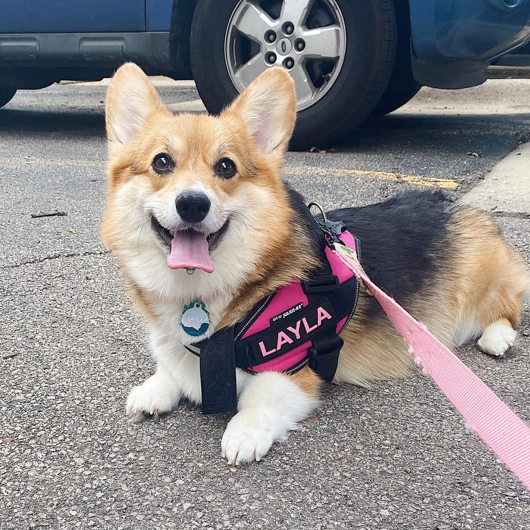 Post 7 by 🐾 L A Y L A  &  L E O 🐾 on Instagram (image)