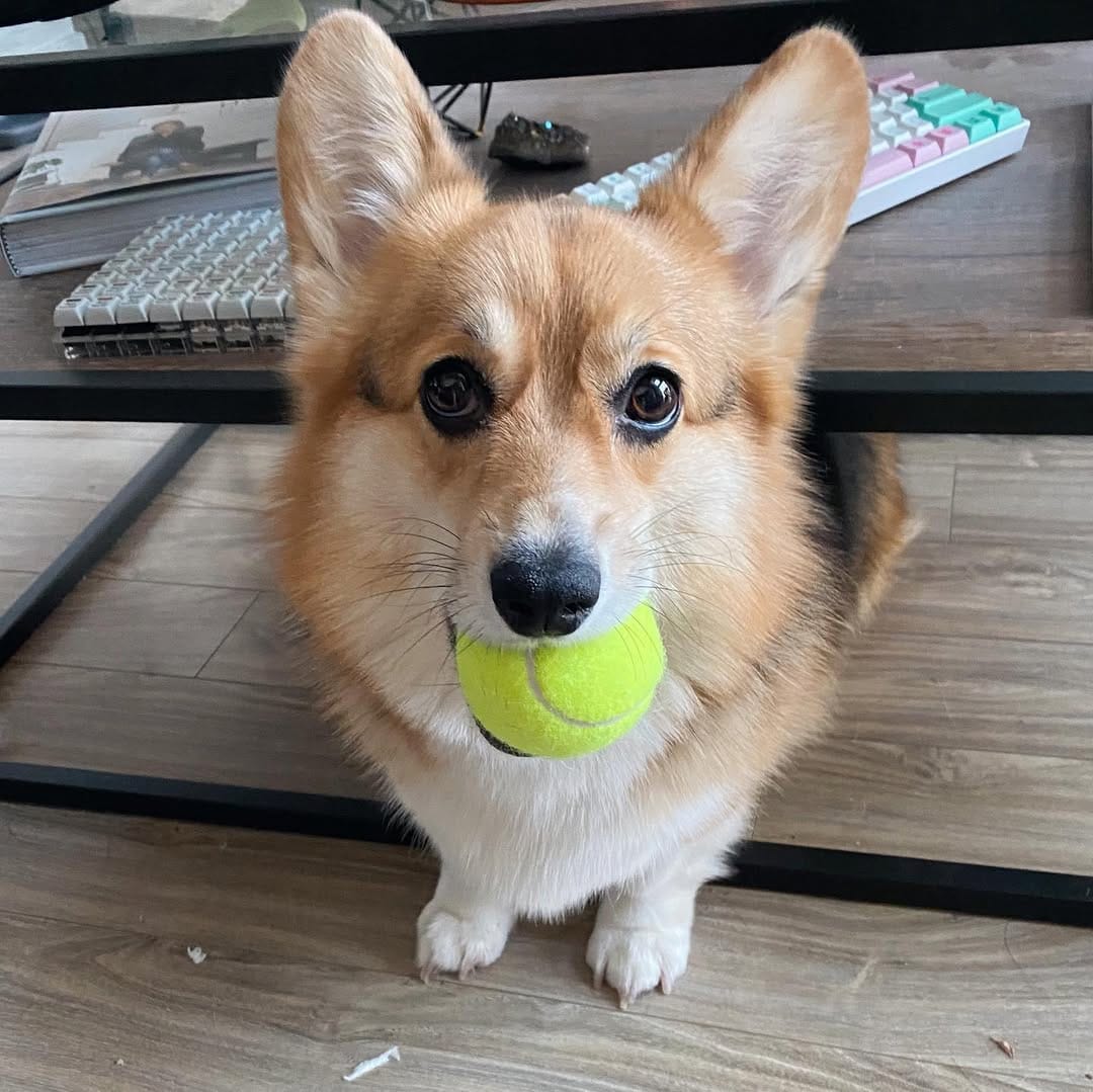 Post 9 by 🐾 L A Y L A  &  L E O 🐾 on Instagram (image)