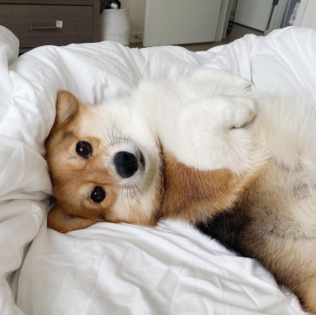Post 6 by 🐾 L A Y L A  &  L E O 🐾 on Instagram (image)