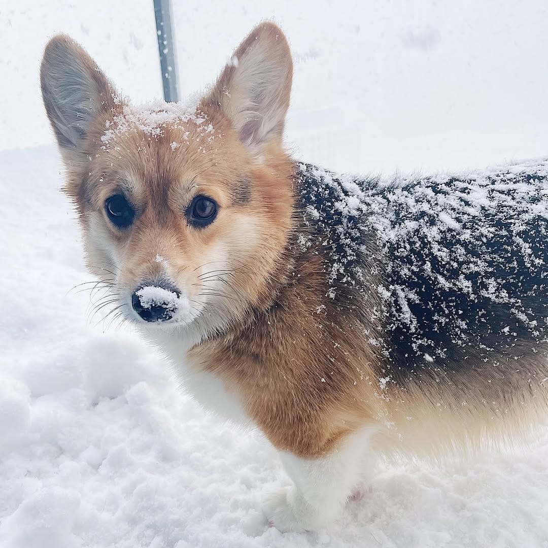Post 2 by 🐾 L A Y L A  &  L E O 🐾 on Instagram (image)