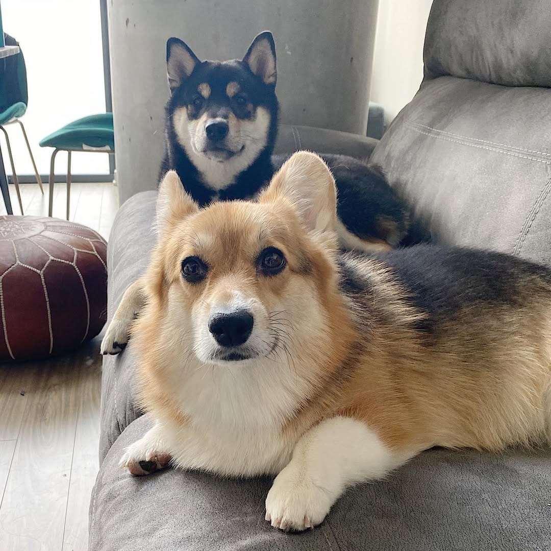Post 10 by 🐾 L A Y L A  &  L E O 🐾 on Instagram (image)