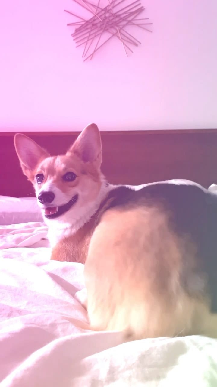 Post 10 by Darcy + Emmie on Instagram (video)