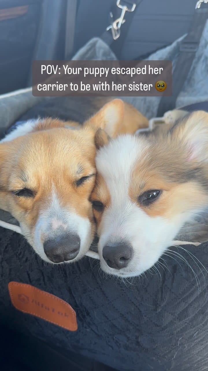 Post 9 by Darcy + Emmie on Instagram (video)