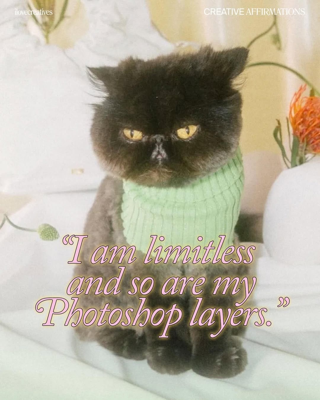 Post 1 by Muad'Dib the Cat on Instagram (carousel)