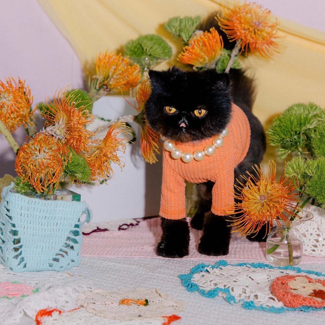 Post 8 by Muad'Dib the Cat on Instagram (image)