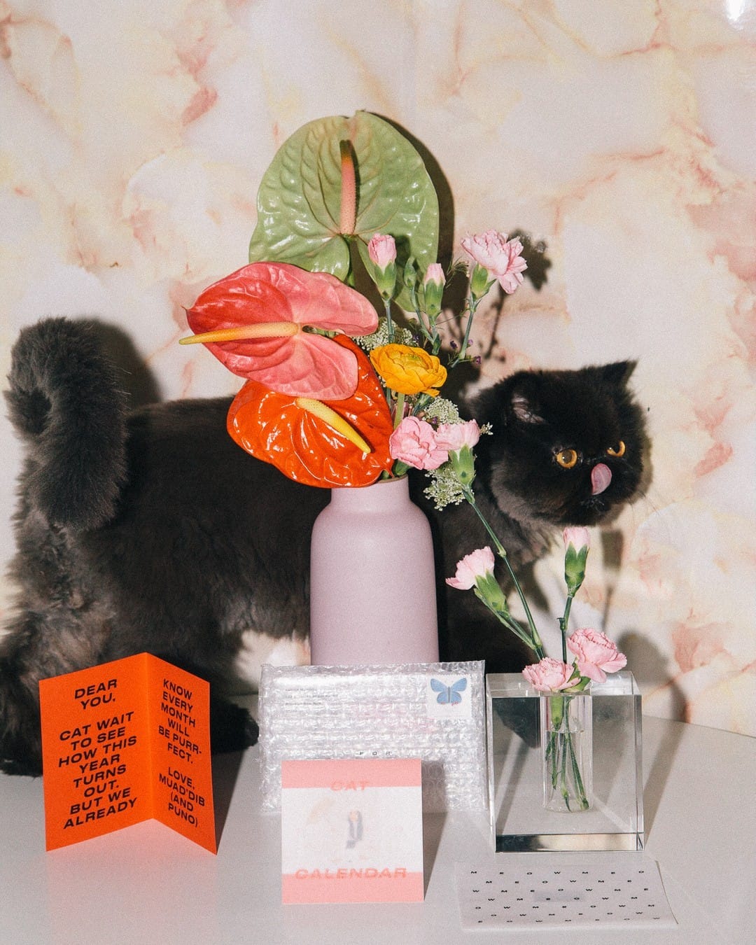 Post 5 by Muad'Dib the Cat on Instagram (image)