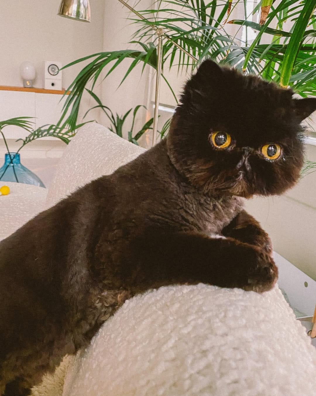 Post 3 by Muad'Dib the Cat on Instagram (carousel)