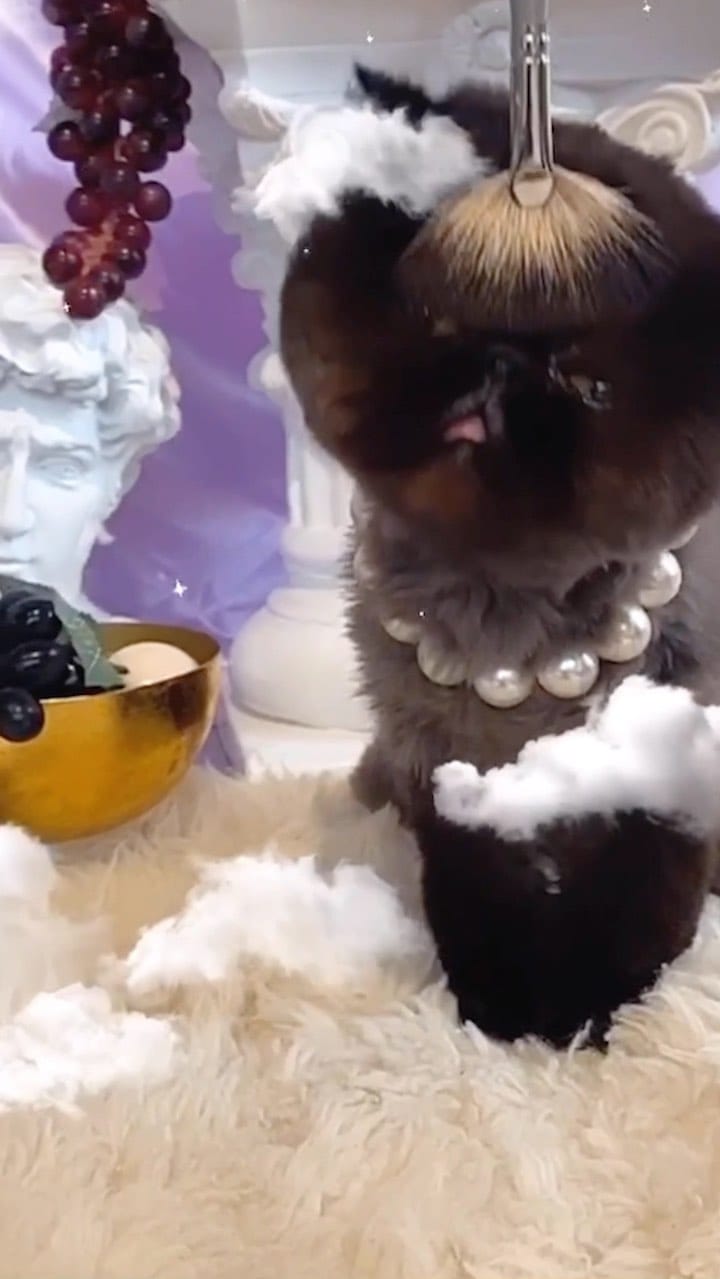 Post 6 by Muad'Dib the Cat on Instagram (video)