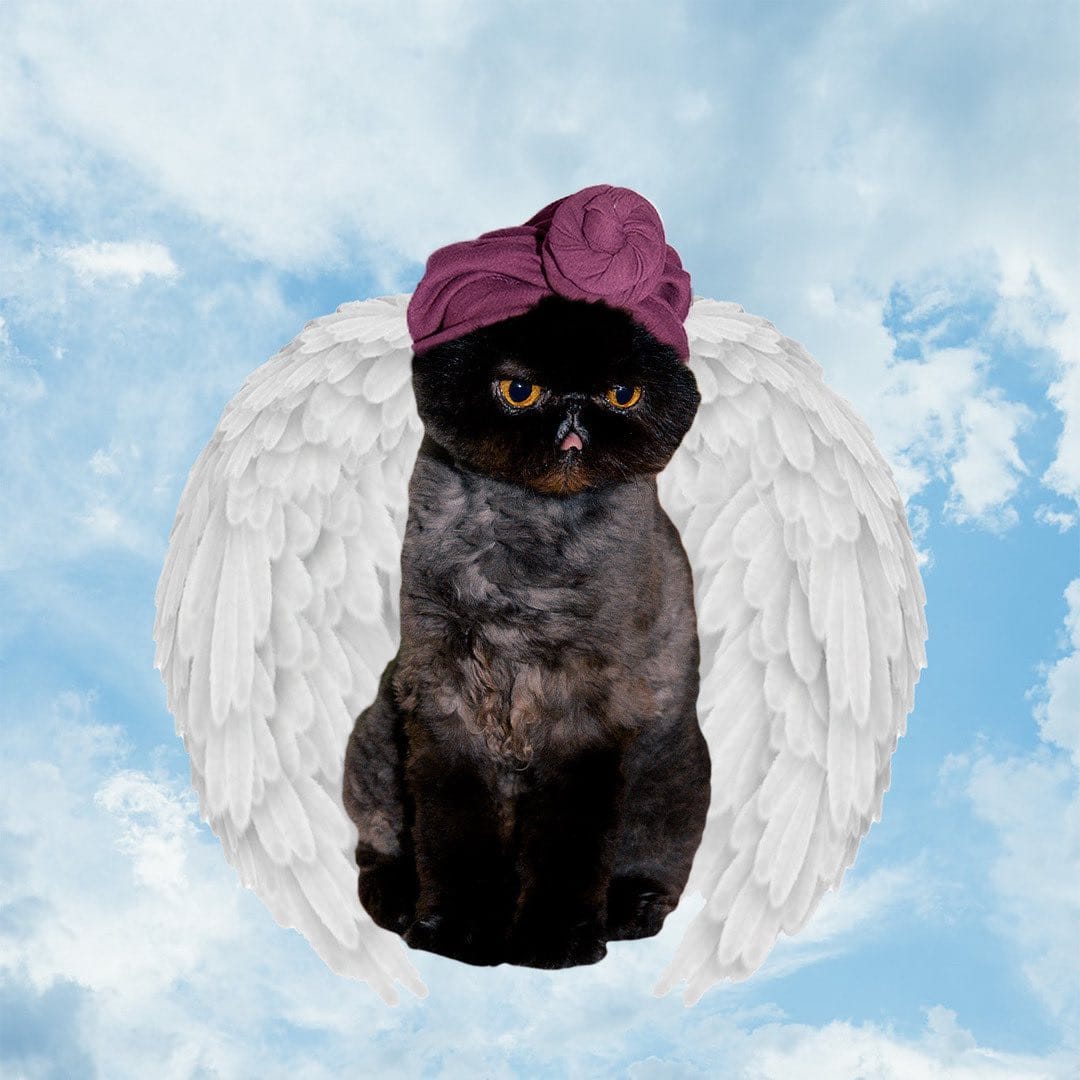 Post 10 by Muad'Dib the Cat on Instagram (image)