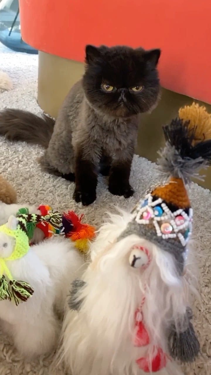 Post 9 by Muad'Dib the Cat on Instagram (video)