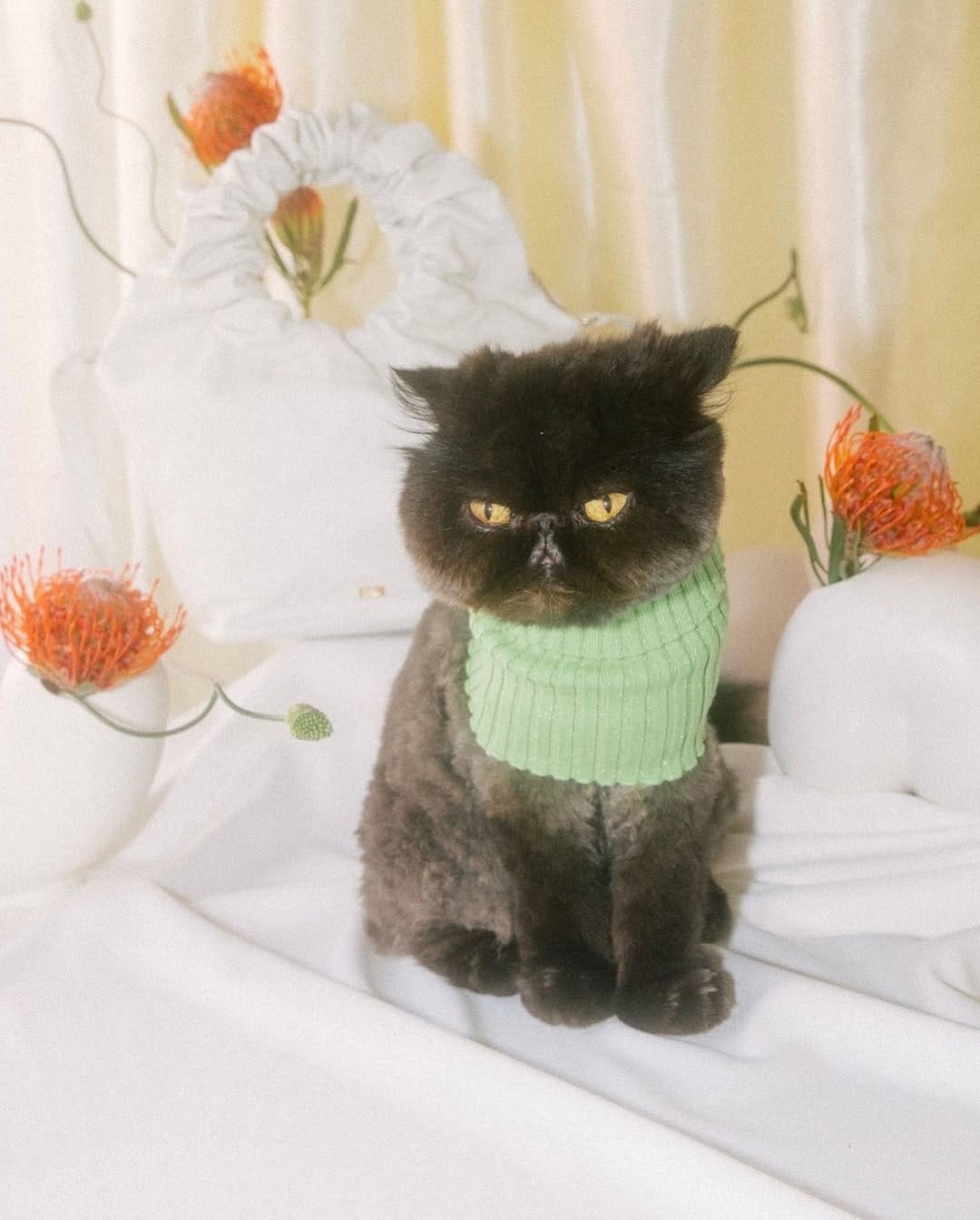 Post 4 by Muad'Dib the Cat on Instagram (image)