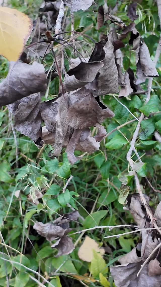 Post 7 by Eunice Cristobal Granado on Instagram (video)